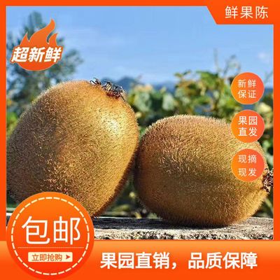 【包邮】特大型果、大型果、中型果秦岭北麓眉县徐香猕猴桃