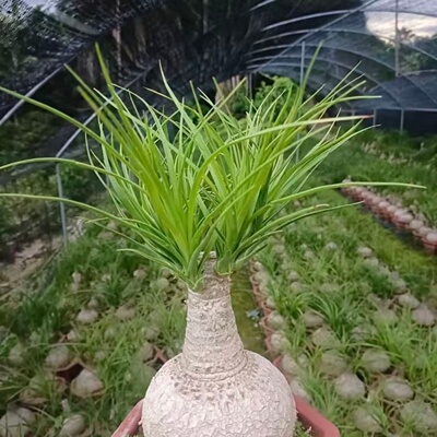 酒瓶兰多头盆栽绿植懒人好养