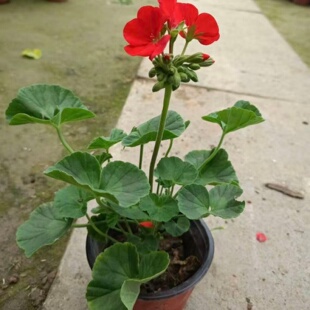 香草天竺葵花苗阳台庭院大花盆栽耐寒耐热洋绣球好养花卉大苗
