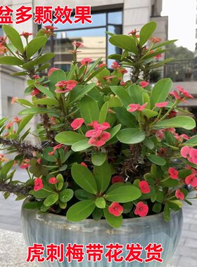 虎刺梅盆栽老桩阳台室内花卉