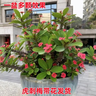 铁海棠虎刺梅盆栽老桩大叶大花阳台室内花卉桌面绿植物四季好养活