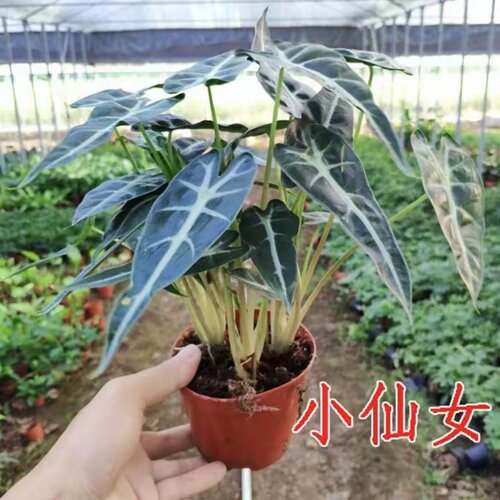 小仙女苔藓球盆栽莲海芋办公室