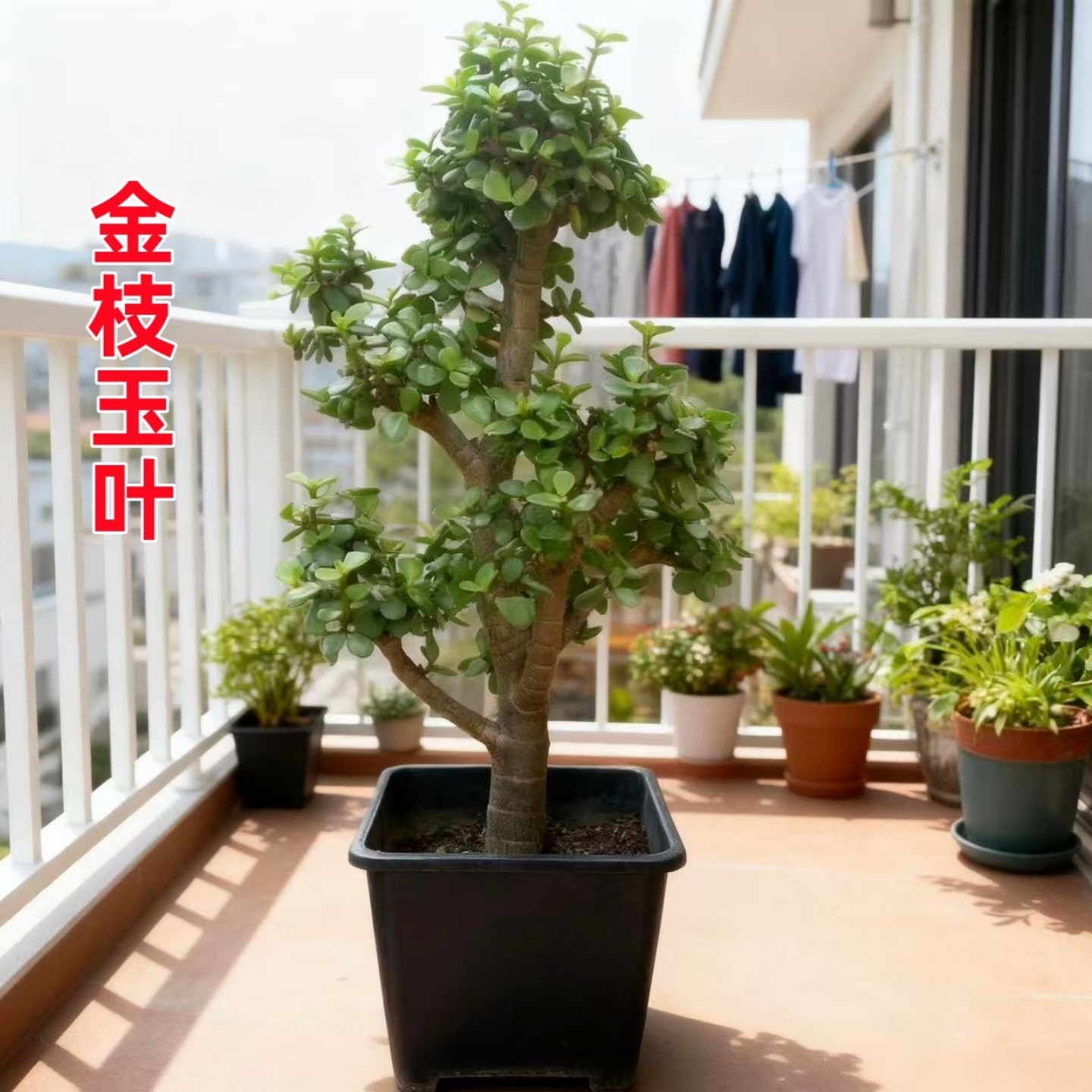 老桩金枝玉叶盆栽阳台观叶四季青