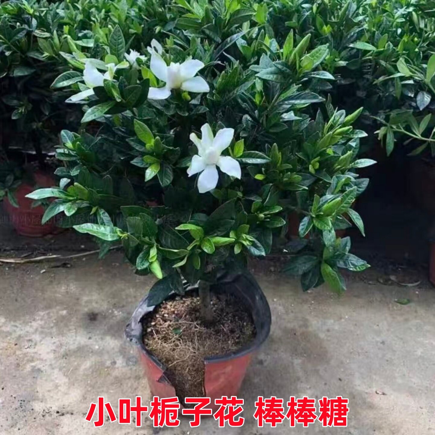 独杆小叶栀子花盆栽大棵树苗好养图片