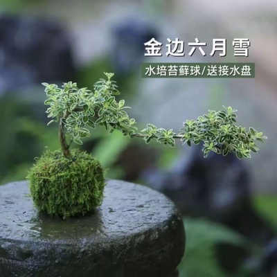 桌面热门小盆栽六月雪苔藓球绿植