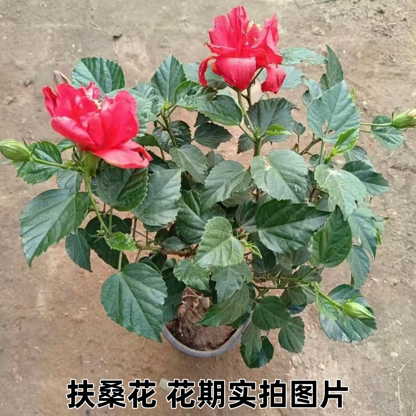 扶桑花盆栽重瓣带花苞红色朱槿牡丹植物室内阳台庭院四季花卉绿植