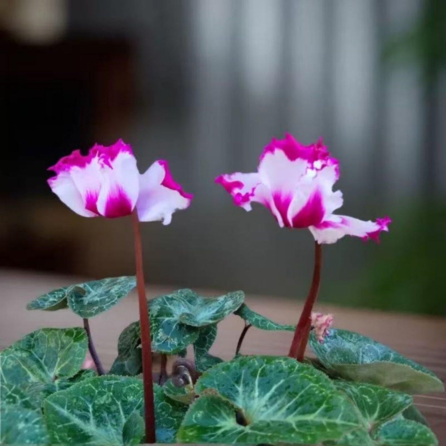 仙客来盆栽花苗兔耳花开花好养大花阳台室内花卉蝶衣花年宵花