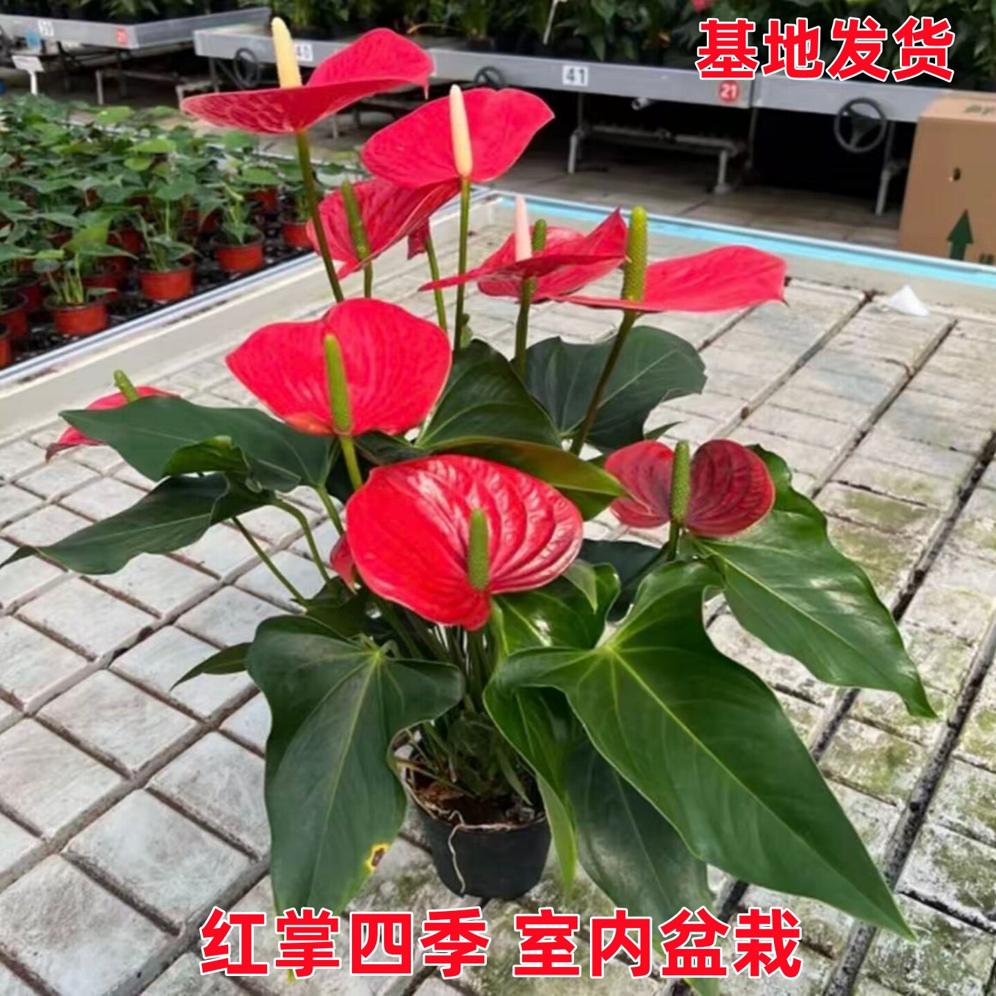水培红掌盆栽带花一帆风顺白掌图片