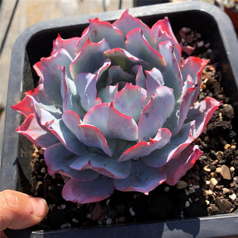 正版蓝光多肉超大老桩植物稀有贵货状态好四季花卉组合盆栽