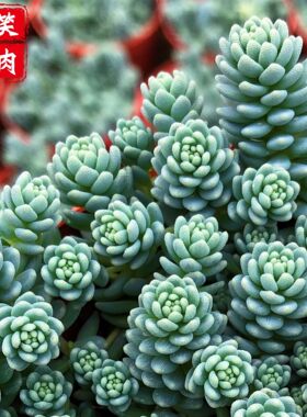 旋叶姬星美人多肉植物群生带盆栽好创意迷你小绿植网红包邮