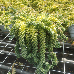 彩虹玉坠瀑布悬崖老桩清棚多肉植物大群花卉盆栽包邮