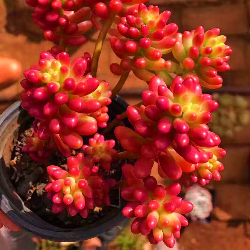 虹之玉锦老桩多头冬季超大株多肉植物室内桌面花卉肉嘟嘟新手好养,鲜花速递/花卉仿真/绿植园艺,多肉植物,淘宝优惠券,粉丝福利购,淘宝优惠卷