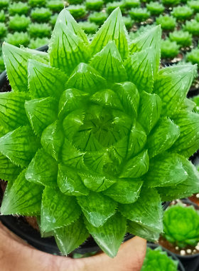 新款客厅好养活大棵樱水晶玉露多肉植物白银寿十二卷多肉绿植花卉