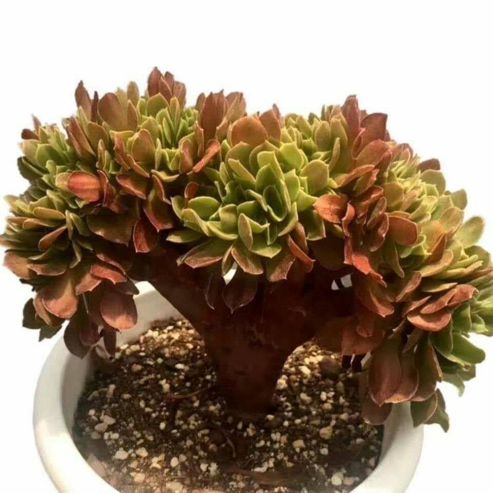 法师缀化玫瑰缀化整版造型装新手特价优惠缀化小苗木质化老桩朵朵