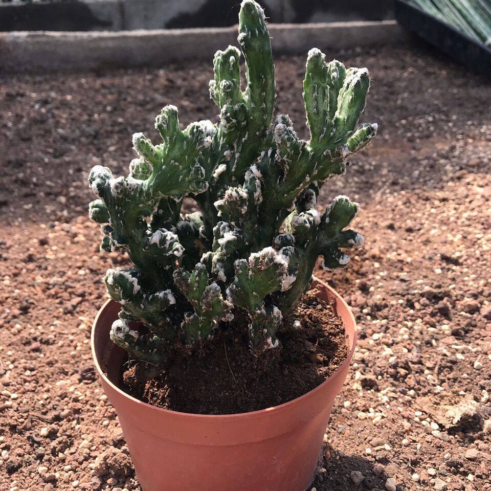 残雪冠 残雪之峰残雪缀化 五指山残柱属趣味多肉植物
