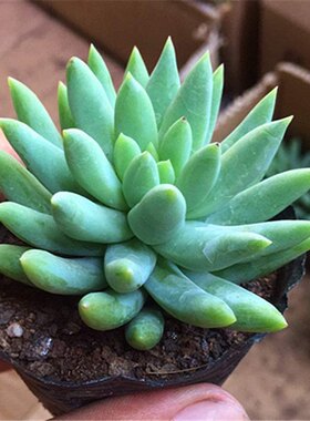 千佛手群生多头多肉植物玉珠帘办公室内阳台桌面绿植花卉组合盆栽
