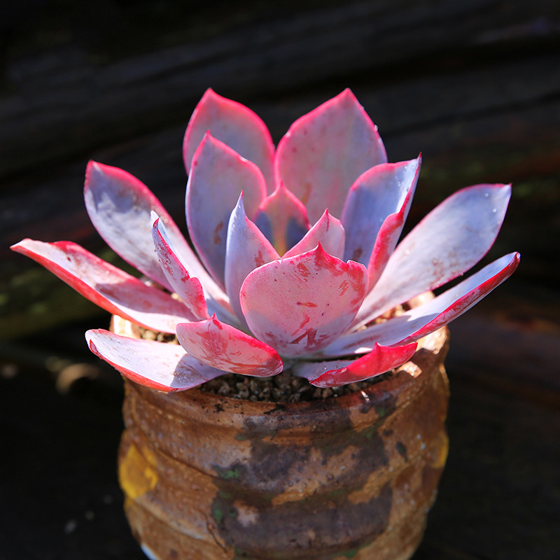 晚霞蓝光广寒宫多肉植物超大老桩多肉三仙薄叶三仙老桩一物一拍