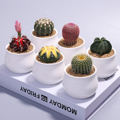 精品仙人球室内小盆栽仙人掌多肉植物万重山办公室桌面绿植