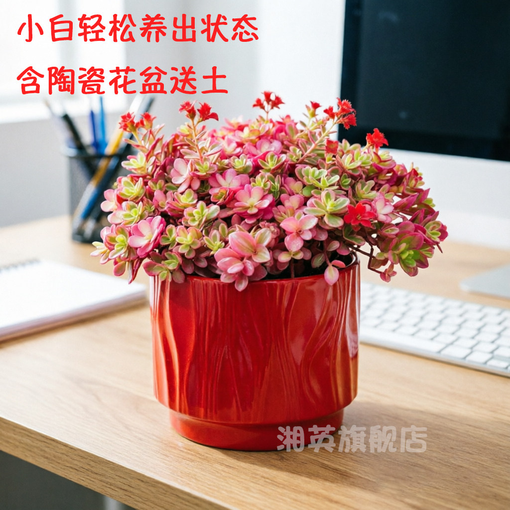 太阳花锦多肉植物 新手推荐马齿苋会开花 室内盆栽绿植花卉花