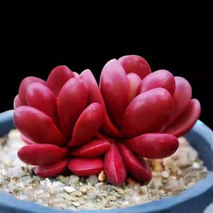 克拉夫多肉植物多头群生红色系萌肉易爆盆稀有贵货品种组合