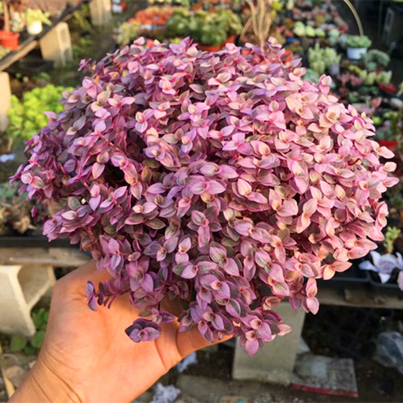 精品好货胭脂云多肉植物多肉室内盆栽稀有多肉连盆带土