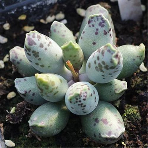 海豹阳台简单易养净化空气多肉