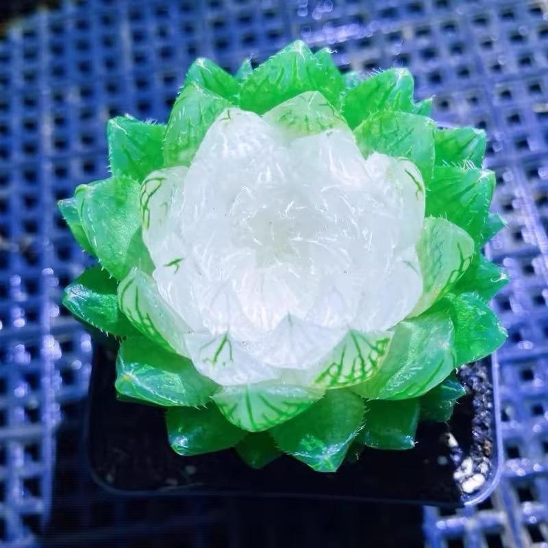 进口白莲花玉露组合琥珀冰灯宝莲灯新款室内办公室创意摆件花卉