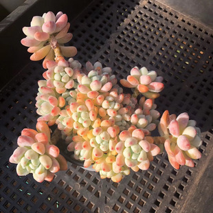 劳尔肉肉植物罗绮带香味的多肉绿植大群生阳台创意盆栽植物包邮