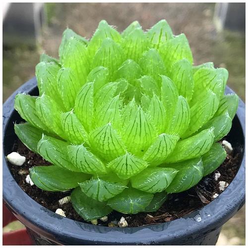 多肉樱水晶新手套餐种好发货玉露