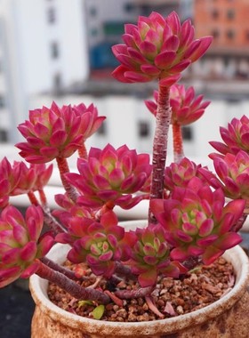 红稚莲多肉多头老桩控养肉肉新手组合套餐绿植阳台法师群生室内