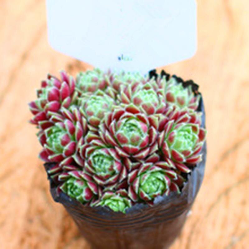 紫牡丹多肉植物组合盆栽超萌肉肉花卉奇趣办公室盆栽花卉论斤卖