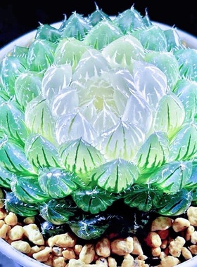 白莲花玉露十二卷高端多肉植物黄金冰灯盆栽室内办公室绿植花卉