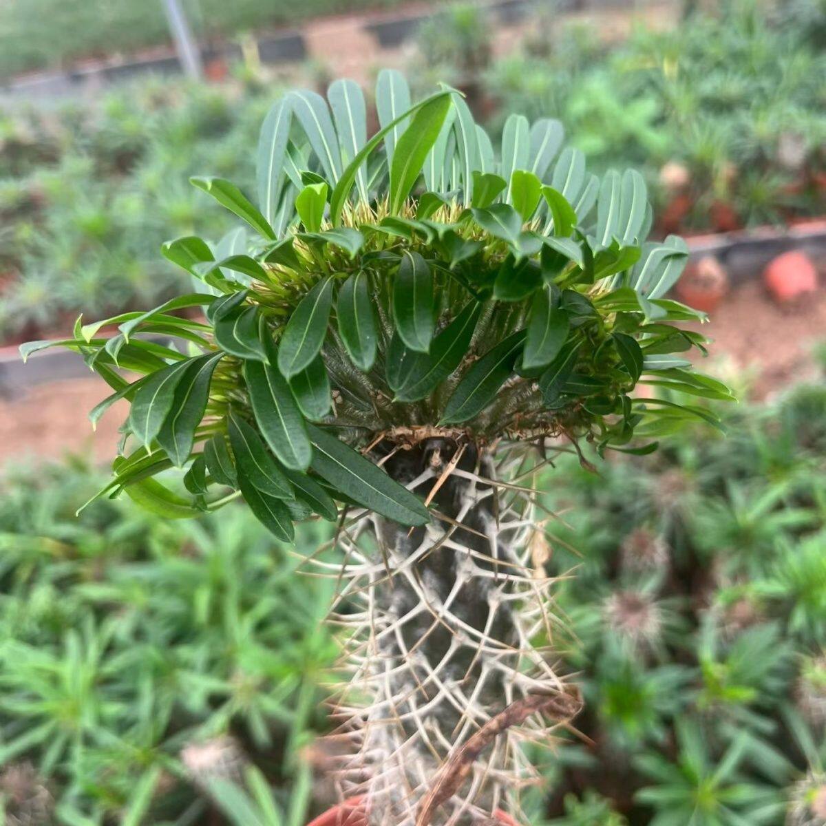 非洲霸王树霸王树缀化盆栽造景植物耐旱沙生绿植带刺多肉阳台室外