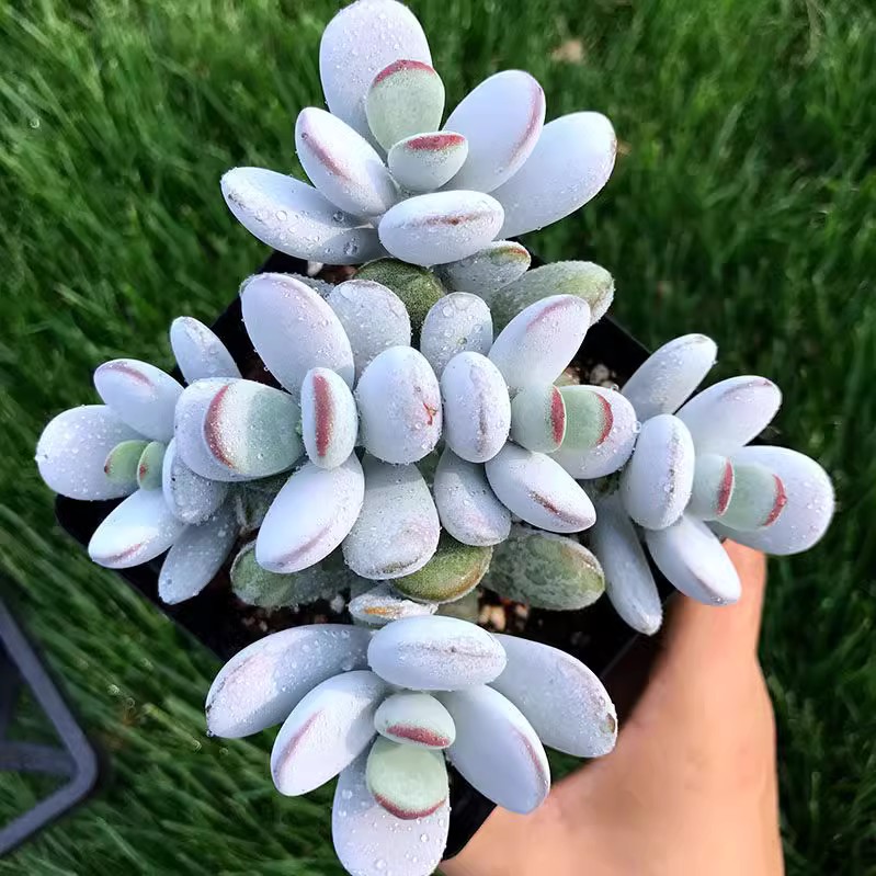 多肉植物乒乓福娘老桩精品大群生萌肉办公室多肉组合花卉盆栽绿植