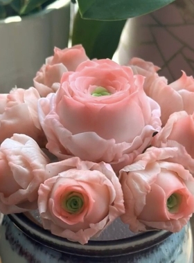 多款玫瑰多肉植物组合套餐水蜜桃山地玫瑰鸡蛋耶罗酒杯肉肉盆栽