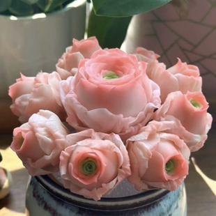 多款玫瑰多肉植物组合套餐水蜜桃山地玫瑰鸡蛋耶罗酒杯发货绿色