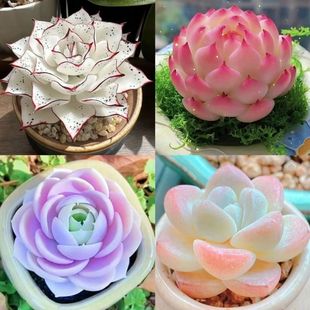 多肉套餐特玉莲女王麦秆剑司诺娃水蜜桃侧影室内桌面盆栽