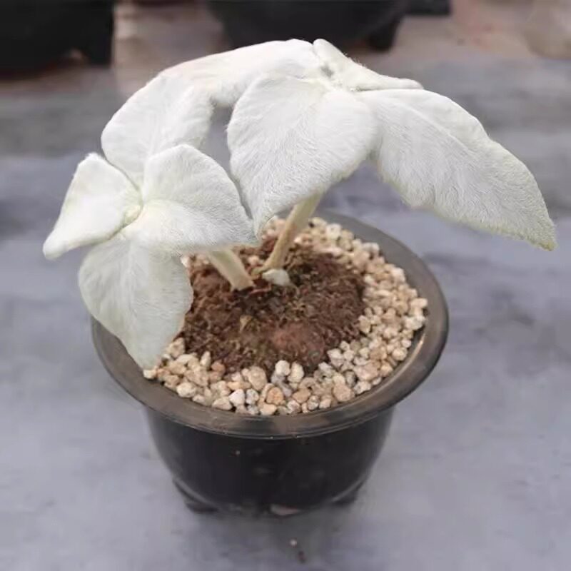 花田舍 红花断崖女王多肉植物 趣味白毛块根植物月宴断崖王子大颗