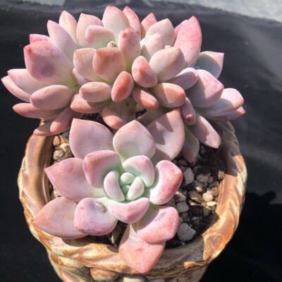 萌肉肉组合套餐多肉植物