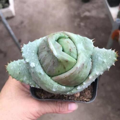 元宝芦荟稀有盆栽四季易养多肉植物阳台花卉花卉桌面新款绿植