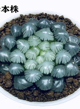 OB1冰灯玉露母本多肉植物一物一拍透窗玉露室内盆栽