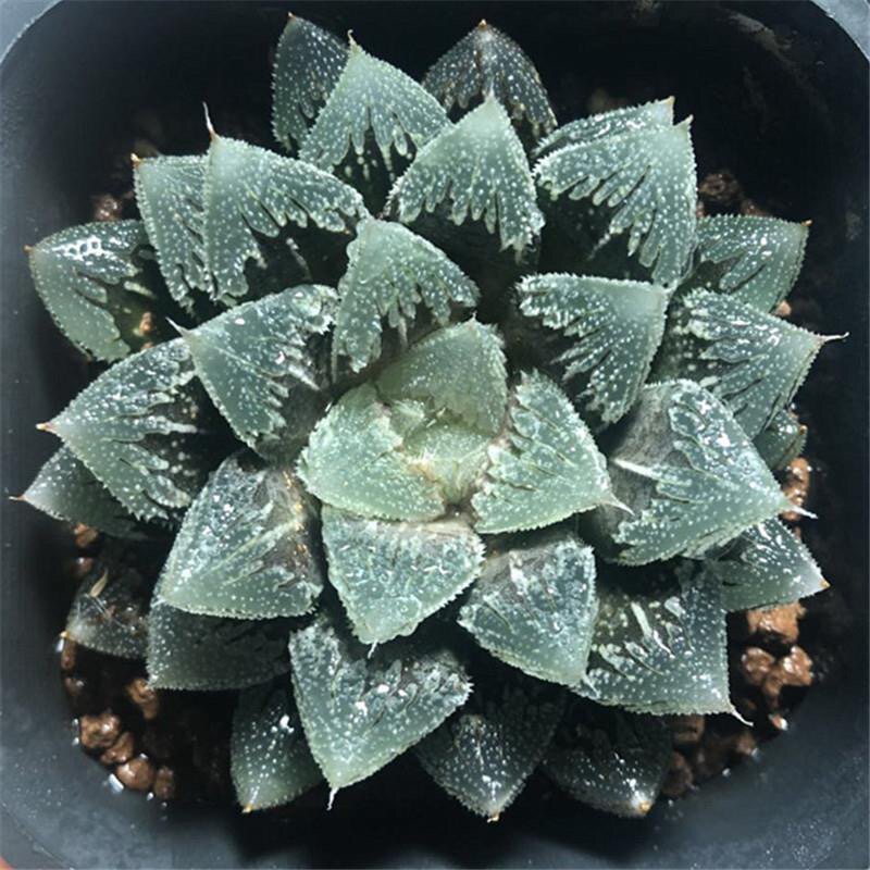 多肉白帝城寿5cm十二卷多肉植物背窗仙气硬叶磨面透窗寿易养护
