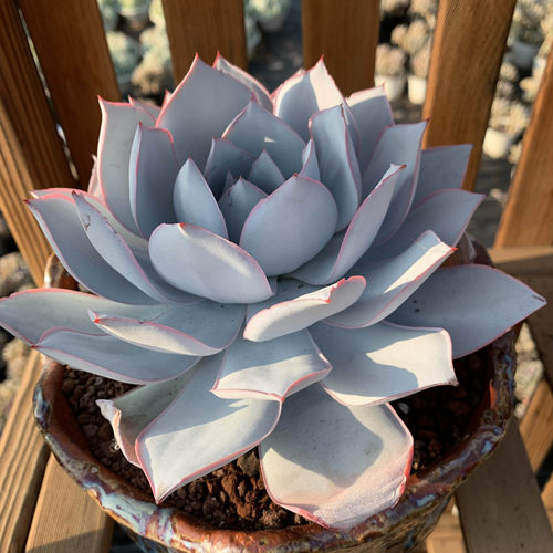多肉植物广寒宫好养试种组合套餐