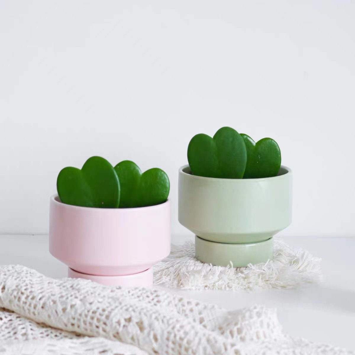 心叶球兰 一片心多肉小盆栽办公室创意礼物室内耐阴绿植好,鲜花速递/花卉仿真/绿植园艺,多肉植物,淘宝优惠券,粉丝福利购,淘宝优惠卷