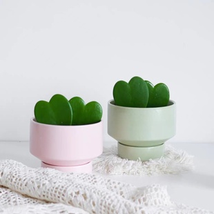 心叶球兰 一片心多肉小盆栽办公室创意礼物室内耐阴绿植好