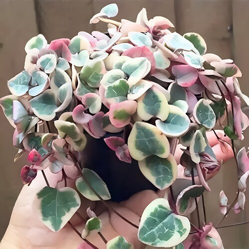多肉植物吊兰小盆栽爱之蔓心心相印室内阳台新手超萌肉肉植物盆栽