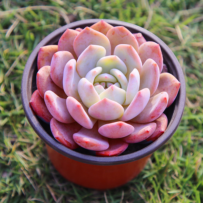 雪天使多肉老桩雪天使多肉植物雪天使 一物一拍 新手萌肉肉