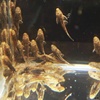 清道夫魚活體淡水冷水魚草缸魚缸清潔工專吃魚屎藻類垃圾殘余包郵