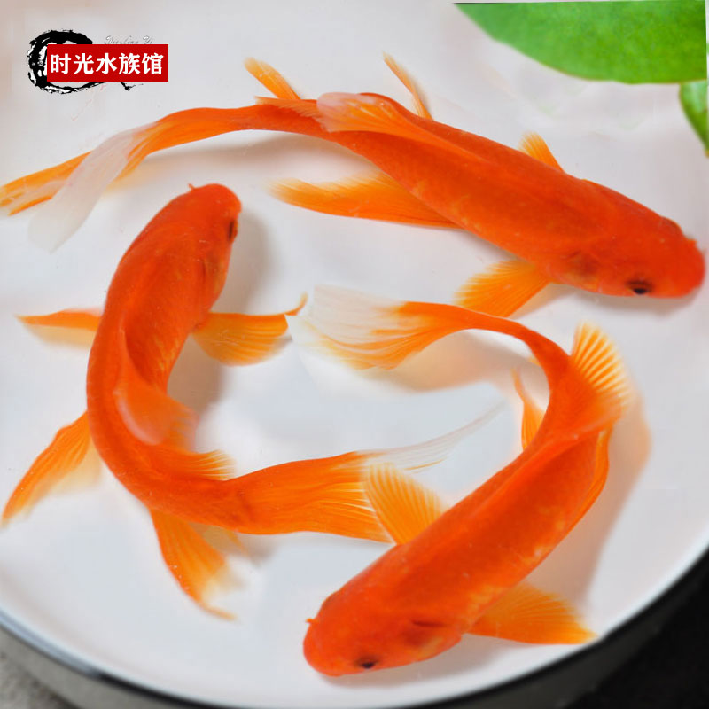 红草金鱼活鱼鲫鱼草金鱼活体小红鱼冷水鱼招财锦鲤鱼观赏淡水鱼苗