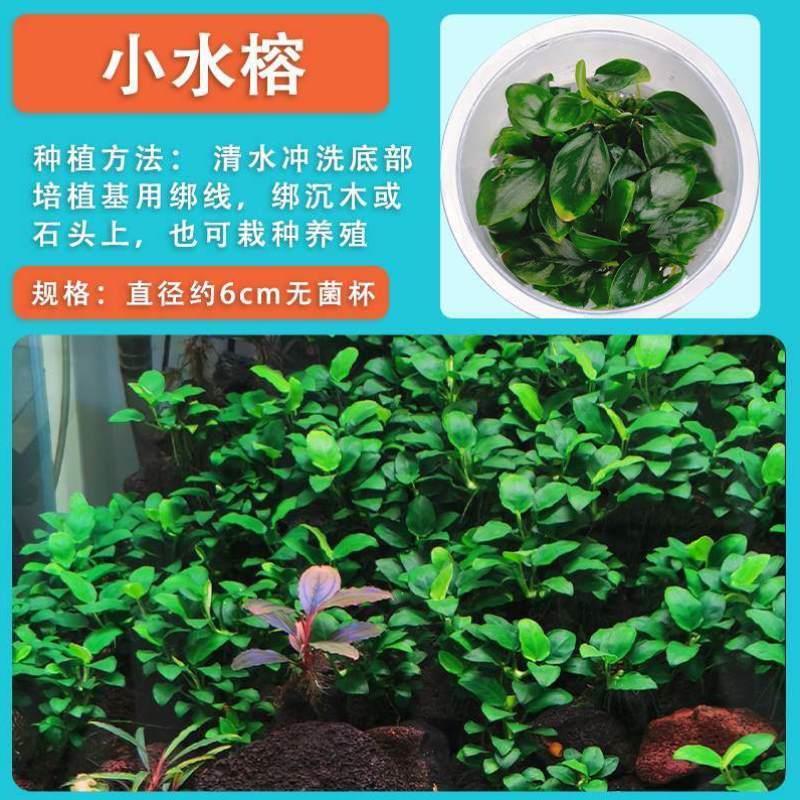 柜笼造景榕绑懒人鱼缸淡水松鼠小水榕608迷你水草辣椒沉木小丹麦